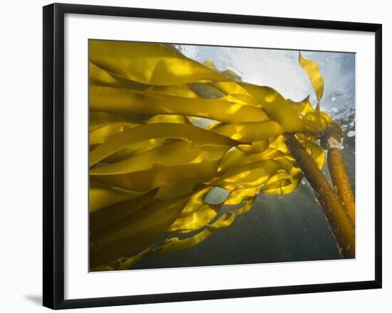 South Side of Ewing Island, San Juan Islands, Washington State, USA-Stuart Westmorland-Framed Photographic Print