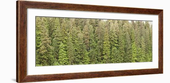 Southeast Alaskan Forest-Don Paulson-Framed Giclee Print