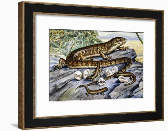 Southern Alligator Lizard (Elgaria Multicarinata), Anguidae-null-Framed Giclee Print