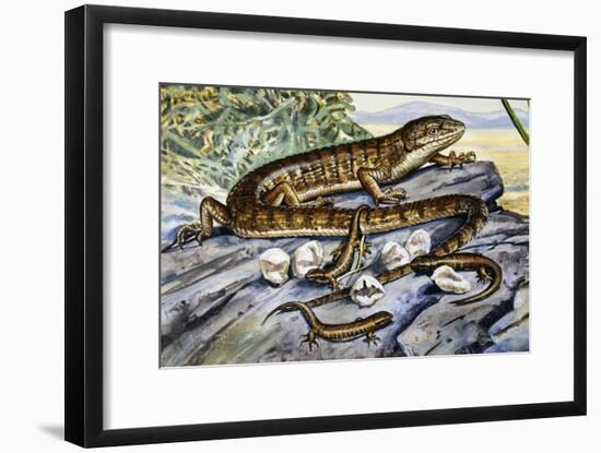 Southern Alligator Lizard (Elgaria Multicarinata), Anguidae-null-Framed Giclee Print