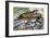 Southern Alligator Lizard (Elgaria Multicarinata), Anguidae-null-Framed Giclee Print