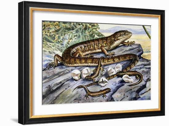 Southern Alligator Lizard (Elgaria Multicarinata), Anguidae--Framed Giclee Print