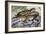 Southern Alligator Lizard (Elgaria Multicarinata), Anguidae-null-Framed Giclee Print