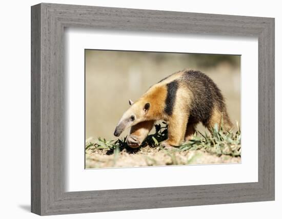 Southern anteater, Bonito, Mato Grosso do Sul, Brazil-Franco Banfi-Framed Photographic Print