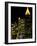 Southern Bell Building at Night, Atlanta, Georgia, USA-Marilyn Parver-Framed Photographic Print