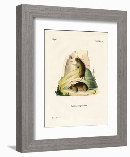 Southern Birch Mouse-null-Framed Giclee Print