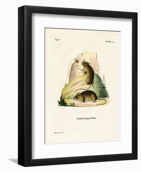 Southern Birch Mouse-null-Framed Giclee Print