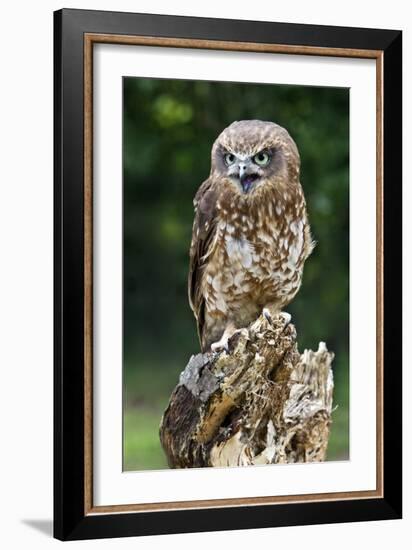 Southern Boobook Owl-Linda Wright-Framed Photographic Print