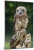 Southern Boobook Owl-Linda Wright-Mounted Photographic Print