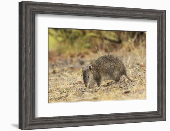 Southern Brown Bandicoot (Isoodon Obesulus) Digging, Tasmania, Australia-Dave Watts-Framed Photographic Print