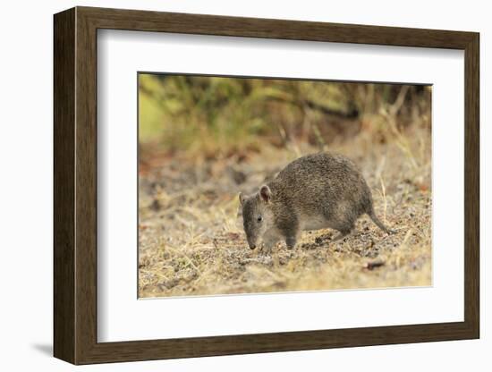 Southern Brown Bandicoot (Isoodon Obesulus) Digging, Tasmania, Australia-Dave Watts-Framed Photographic Print