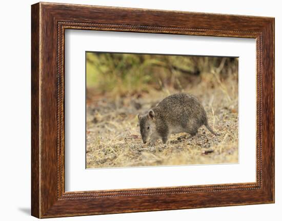 Southern Brown Bandicoot (Isoodon Obesulus) Digging, Tasmania, Australia-Dave Watts-Framed Photographic Print