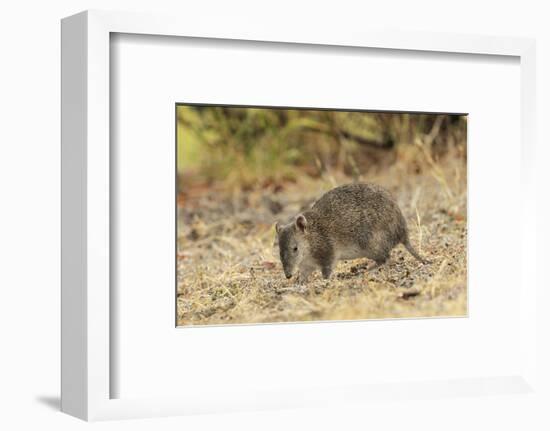 Southern Brown Bandicoot (Isoodon Obesulus) Digging, Tasmania, Australia-Dave Watts-Framed Photographic Print