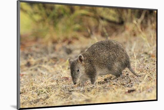 Southern Brown Bandicoot (Isoodon Obesulus) Digging, Tasmania, Australia-Dave Watts-Mounted Photographic Print