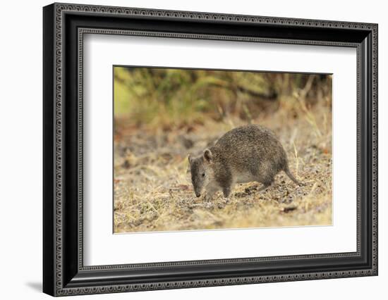 Southern Brown Bandicoot (Isoodon Obesulus) Digging, Tasmania, Australia-Dave Watts-Framed Photographic Print