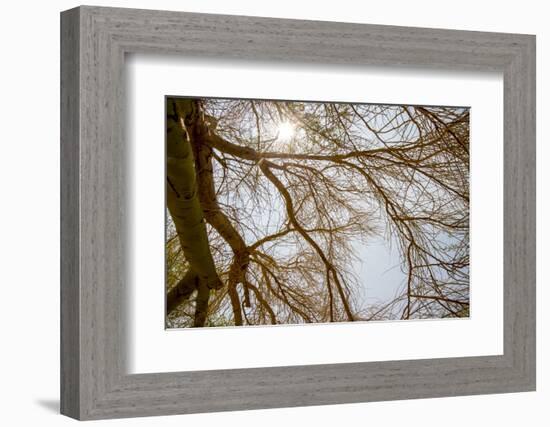 Southern California, Twenty-Nine Palms Oasis Near Joshua Tree National Park Oasis Visitor Center-Alison Jones-Framed Photographic Print