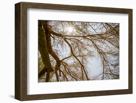 Southern California, Twenty-Nine Palms Oasis Near Joshua Tree National Park Oasis Visitor Center-Alison Jones-Framed Photographic Print