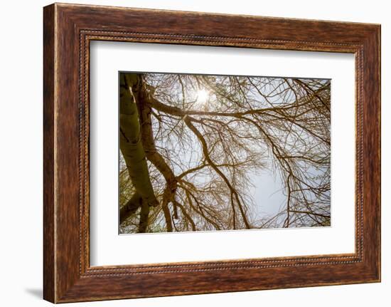 Southern California, Twenty-Nine Palms Oasis Near Joshua Tree National Park Oasis Visitor Center-Alison Jones-Framed Photographic Print