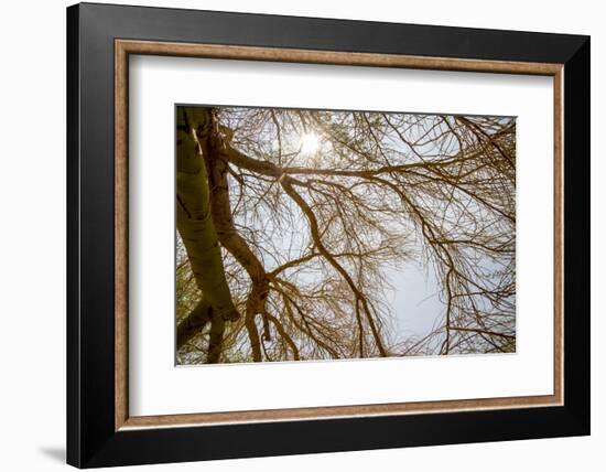 Southern California, Twenty-Nine Palms Oasis Near Joshua Tree National Park Oasis Visitor Center-Alison Jones-Framed Photographic Print