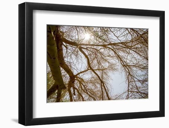 Southern California, Twenty-Nine Palms Oasis Near Joshua Tree National Park Oasis Visitor Center-Alison Jones-Framed Photographic Print