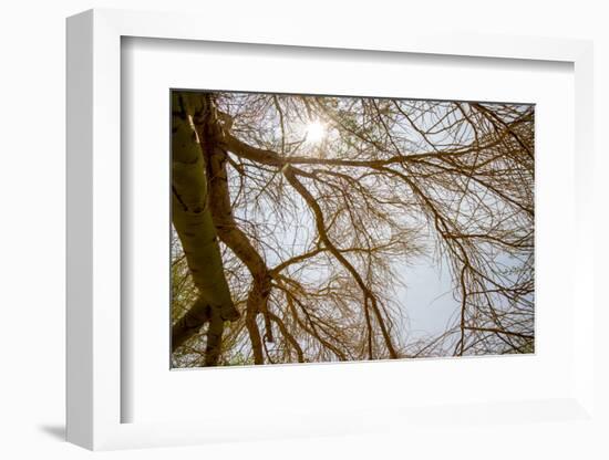 Southern California, Twenty-Nine Palms Oasis Near Joshua Tree National Park Oasis Visitor Center-Alison Jones-Framed Photographic Print