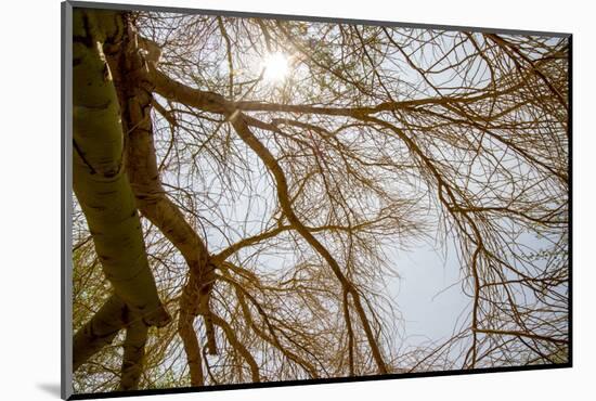 Southern California, Twenty-Nine Palms Oasis Near Joshua Tree National Park Oasis Visitor Center-Alison Jones-Mounted Photographic Print