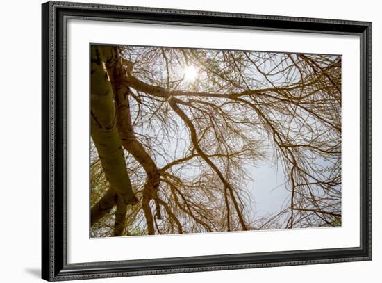 Southern California, Twenty-Nine Palms Oasis Near Joshua Tree National Park Oasis Visitor Center-Alison Jones-Framed Photographic Print