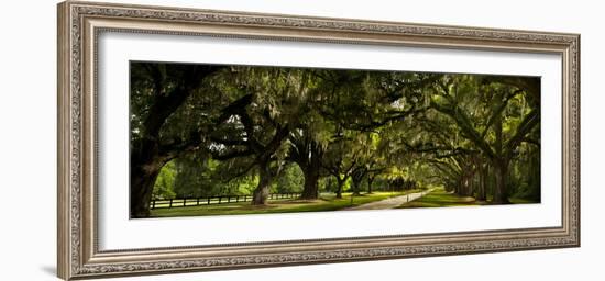 Southern Canopy-Natalie Mikaels-Framed Photographic Print