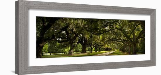 Southern Canopy-Natalie Mikaels-Framed Photographic Print