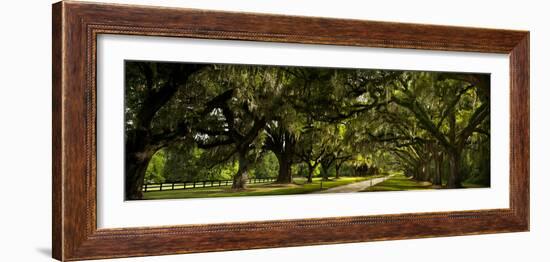 Southern Canopy-Natalie Mikaels-Framed Photographic Print