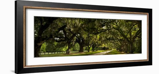 Southern Canopy-Natalie Mikaels-Framed Photographic Print