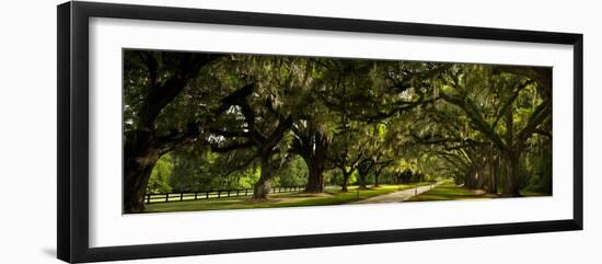 Southern Canopy-Natalie Mikaels-Framed Photographic Print