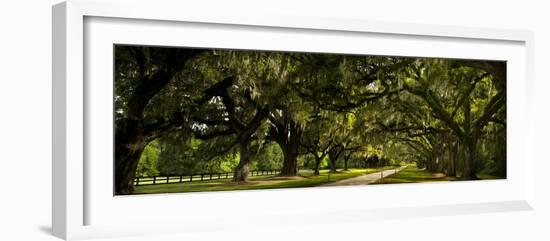 Southern Canopy-Natalie Mikaels-Framed Photographic Print