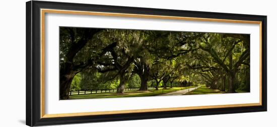Southern Canopy-Natalie Mikaels-Framed Photographic Print