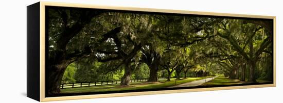 Southern Canopy-Natalie Mikaels-Framed Premier Image Canvas