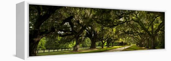 Southern Canopy-Natalie Mikaels-Framed Premier Image Canvas