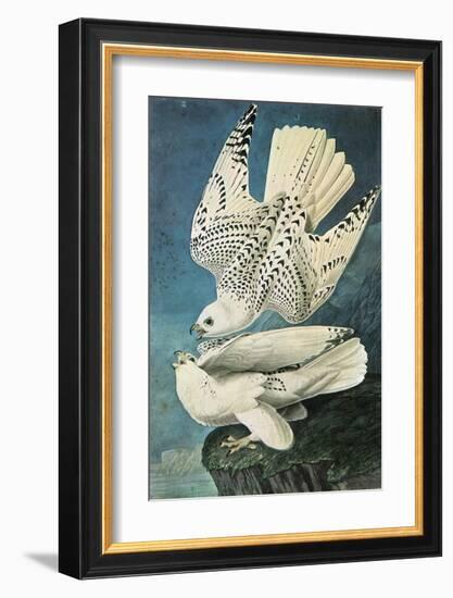 Southern Caracara-John James Audubon-Framed Premium Giclee Print