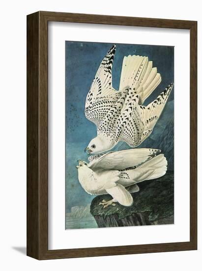 Southern Caracara-John James Audubon-Framed Premium Giclee Print