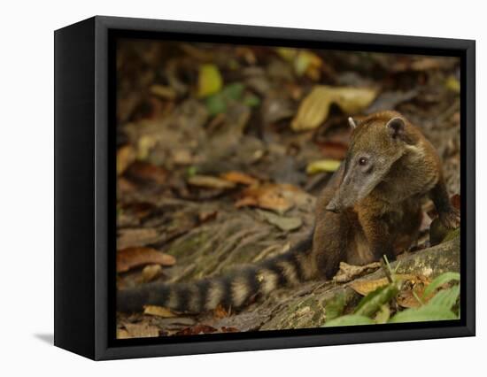 Southern Coati, Amazonia, Ecuador-Pete Oxford-Framed Premier Image Canvas