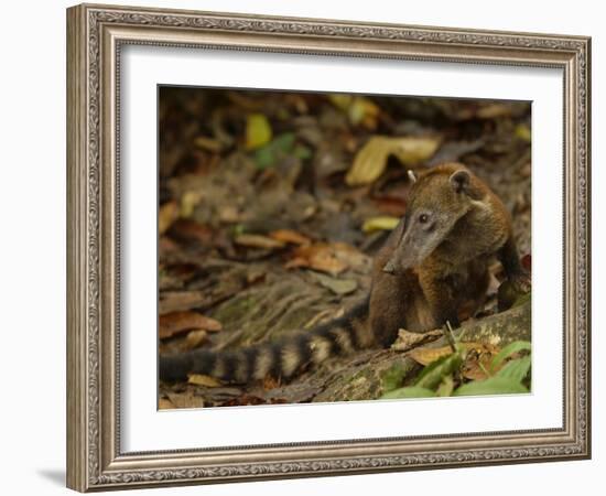 Southern Coati, Amazonia, Ecuador-Pete Oxford-Framed Photographic Print