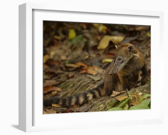 Southern Coati, Amazonia, Ecuador-Pete Oxford-Framed Photographic Print