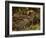 Southern Coati, Amazonia, Ecuador-Pete Oxford-Framed Photographic Print