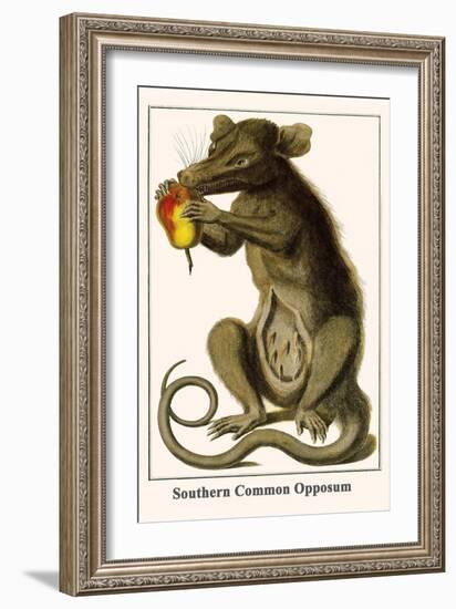 Southern Common Opposum-Albertus Seba-Framed Art Print