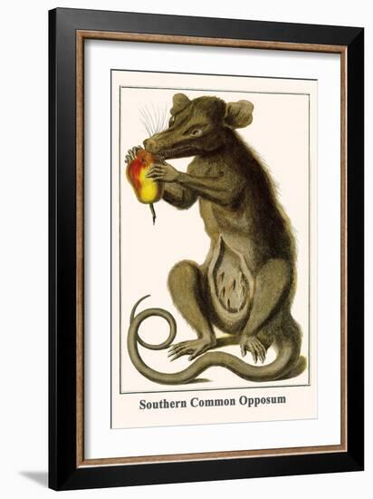 Southern Common Opposum-Albertus Seba-Framed Art Print