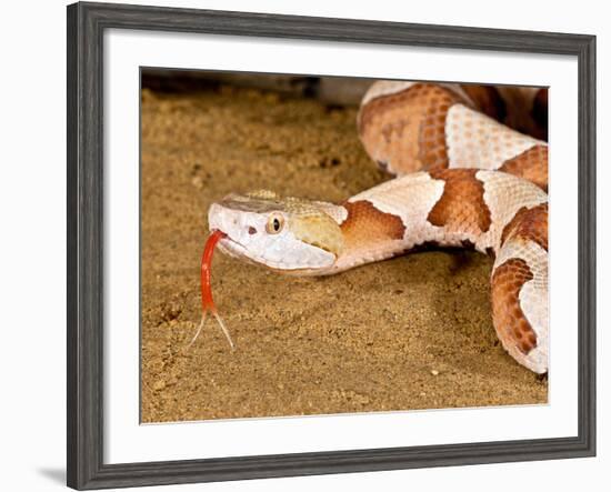 Southern Copperhead, Agkistrodon Contortrix Contortrix, Native to South Eastern Us-David Northcott-Framed Photographic Print