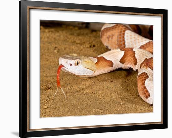 Southern Copperhead, Agkistrodon Contortrix Contortrix, Native to South Eastern Us-David Northcott-Framed Photographic Print