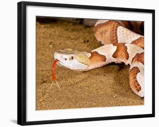 Southern Copperhead, Agkistrodon Contortrix Contortrix, Native to South Eastern Us-David Northcott-Framed Photographic Print