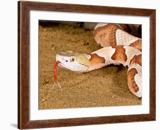 Southern Copperhead, Agkistrodon Contortrix Contortrix, Native to South Eastern Us-David Northcott-Framed Photographic Print