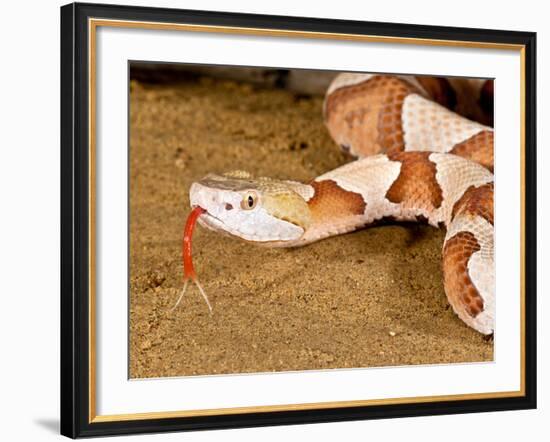 Southern Copperhead, Agkistrodon Contortrix Contortrix, Native to South Eastern Us-David Northcott-Framed Photographic Print