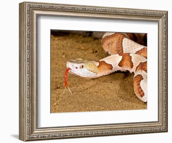 Southern Copperhead, Agkistrodon Contortrix Contortrix, Native to South Eastern Us-David Northcott-Framed Photographic Print